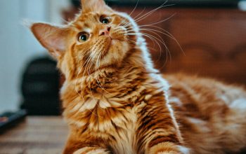 Wallpaper Selective Focus Photography of Orange and White Cat on Brown Table