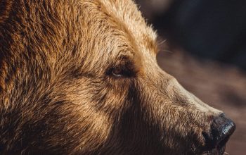Wallpaper Closeup Photography of Brown Bear
