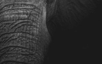 Wallpaper Grayscale Elephant Photography