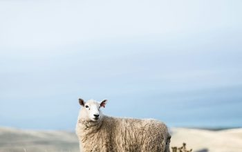 Wallpaper White Sheep on Field