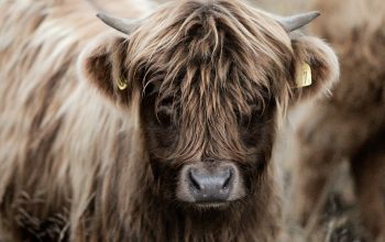 Wallpaper Brown Cattle