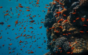 Wallpaper School of Orange Fish