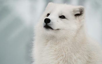Wallpaper Shallow Focus Long-Haired White Dog