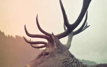 Wallpaper Brown Deer