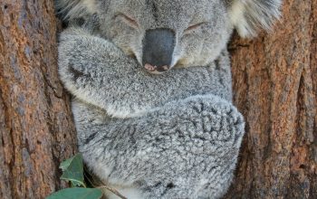 Wallpaper Koala Bear on Brown Tree