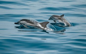 Wallpaper Two Dolphins in the Water