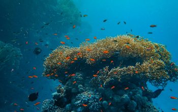 Wallpaper A Large Group of Fish Swimming Over a Coral Reef