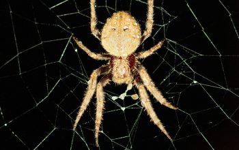 Wallpaper Brown Spider on Spider Web