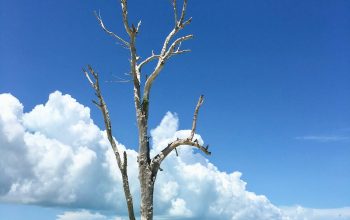 Wallpaper Leafless Tree on Beach Under Blue Sky