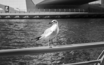 Wallpaper Grayscale Bird on Railings