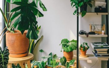 Wallpaper Green Potted Plant on Brown Wooden Table
