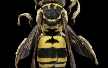 Wallpaper Black and Yellow Bee Illustration