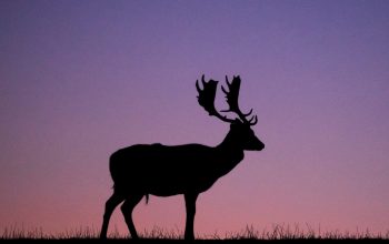Wallpaper Silhouette of Deer on Grass Field During Sunset
