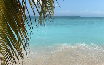 Wallpaper Green Palm Tree Near Sea During Daytime