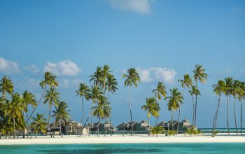 Wallpaper Palm Trees on Beach During Daytime