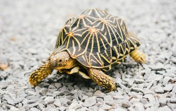 Wallpaper Brown and Black Turtle on White Sand