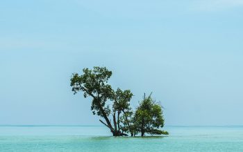 Wallpaper Green Tree on the Sea During Daytime