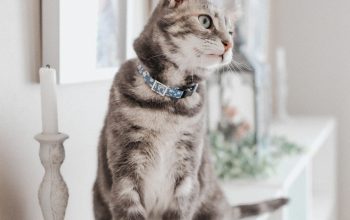 Wallpaper Brown Tabby Cat on White Wooden Table