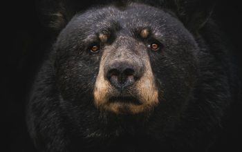 Wallpaper Black Bear on Brown Wooden Tree Branch
