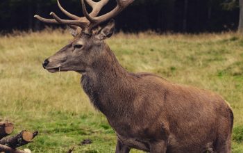 Wallpaper Brown Deer on Green Grass Field During Daytime