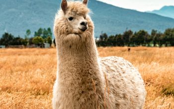 Wallpaper White Llama on Brown Grass Field During Daytime