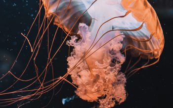 Wallpaper Brown Jellyfish in Blue Water