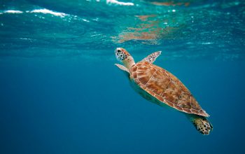 Wallpaper Brown Turtle in Water During Daytime