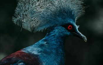 Wallpaper Blue and Black Bird with White Fur