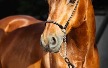 Wallpaper Brown Horse with Silver Round Pendant Necklace