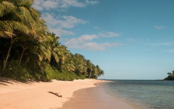 Wallpaper Green Palm Trees on Beach During Daytime