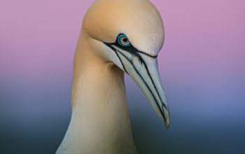 Wallpaper White Bird with Blue Eyes