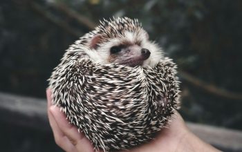 Wallpaper Person Holding White and Black Hedgehog