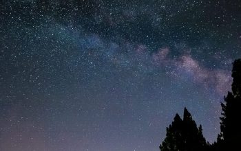 Wallpaper Silhouette of Trees Under a Starry Night Sky