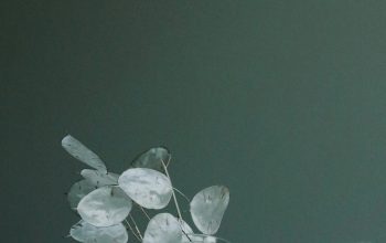 Wallpaper White Flower in Clear Glass Vase