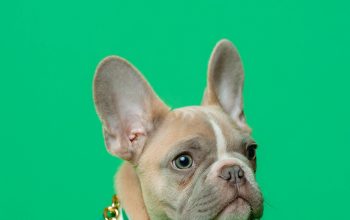 Wallpaper Brown French Bulldog Wearing Blue and White Polka Dot Shirt