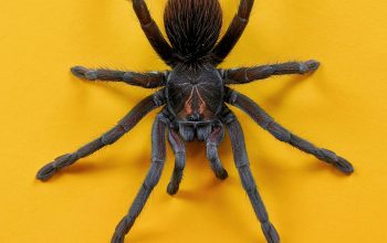 Wallpaper Brown and Black Spider on Yellow Wall