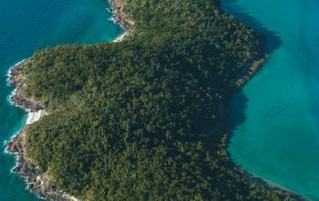 Wallpaper Green Trees on Island During Daytime