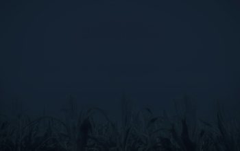 Wallpaper Green Grass Field at Night