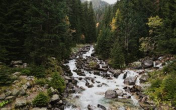 Wallpaper River in the Middle of Green Trees