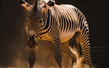 Wallpaper Zebra Dust Kick