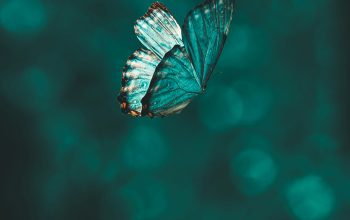 Wallpaper Blue and Black Butterfly Close-Up