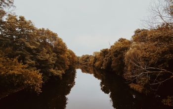 Wallpaper Brown Trees Beside River Under White Sky During Daytime