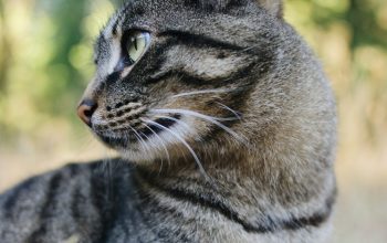 Wallpaper Brown Tabby Cat on Brown Textile
