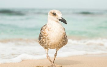 Wallpaper White and Gray Bird on Beach Shore