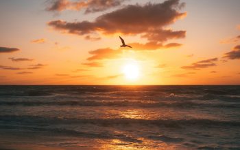 Wallpaper Birds Flying Over the Sea During Sunset