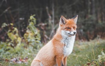 Wallpaper Brown Fox on Green Grass During Daytime