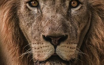 Wallpaper Brown Lion Close-Up Photography