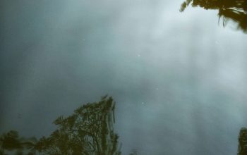 Wallpaper Green Trees Under White Sky
