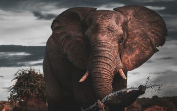 Wallpaper Brown Elephant Standing on Brown Field During Daytime