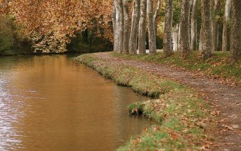 Wallpaper Brown Trees Near River During Daytime